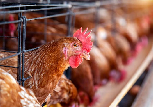 Livestock-and-Poultry